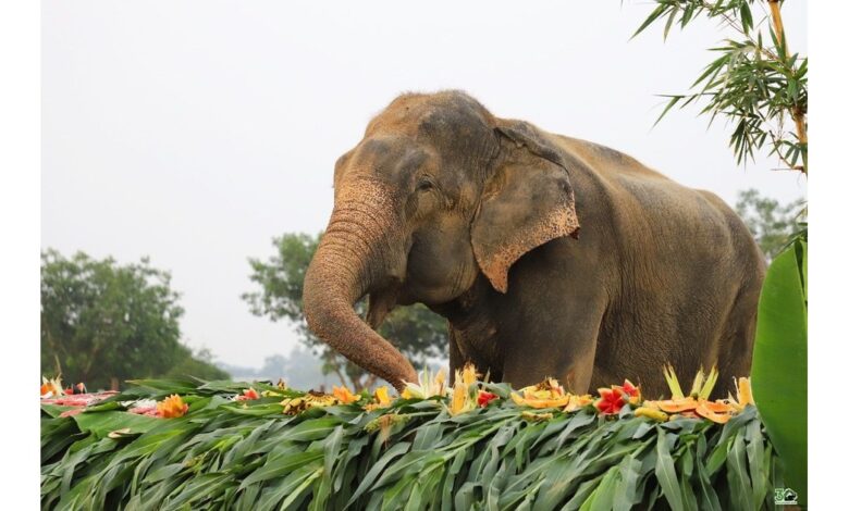 राजू हाथी बचाव को पूरे हुए 11 साल: एक ऐतिहासिक करुणा की कहानी का जश्न मना रहा भारत का सबसे प्रिय हाथी 1 साभार सहित