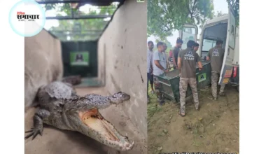 गाँव के तालाब में मगरमच्छ, वाइल्डलाइफ, टीम ने बचाया