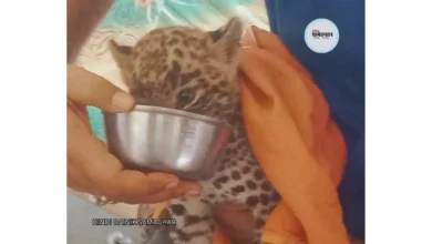 तेंदुआ शावक, वाइल्डलाइफ, गौशाला, आगरा तेंदुआ शावक