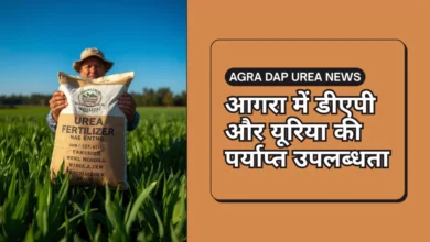 AGRA DAP UREA NEWS, डीएपी उपलब्धता, यूरिया उपलब्ध, आगरा खाद आपूर्ति, किसानों के लिए उर्वरक, DAP NPK Yuria Agra 2025, खाद वितरण आगरा