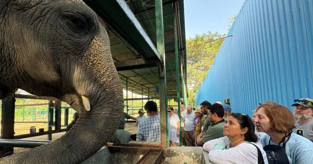 वाइल्डलाइफ एसओएस ने आयोजित की भारत की पहली ग्लोबल एलीफैंट मास्टरक्लास