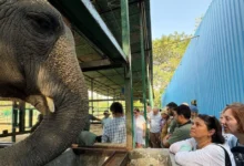 वाइल्डलाइफ एसओएस ने आयोजित की भारत की पहली ग्लोबल एलीफैंट मास्टरक्लास
