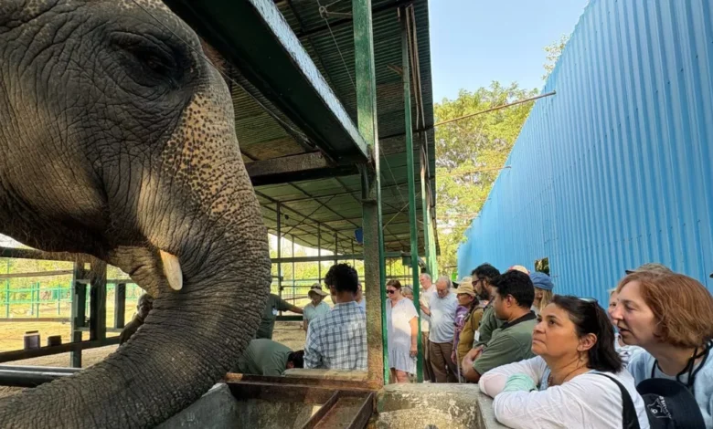 वाइल्डलाइफ एसओएस ने आयोजित की भारत की पहली ग्लोबल एलीफैंट मास्टरक्लास