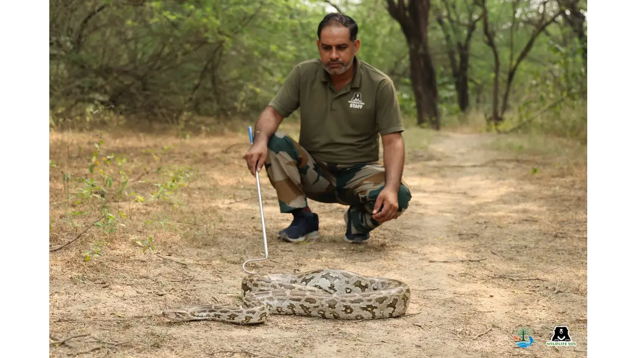 आगरा में अजगर का रेस्क्यू, आगरा अजगर रेस्क्यू खबर, चीनी का रौज़ा रामबाग, आगरा वन्यजीव समाचार, सात फुट लंबा अजगर, भारतीय रॉक पायथन, पेड़ पर मिला अजगर, वाइल्डलाइफ SOS आगरा, वन विभाग आगरा, रामबाग में अजगर मिलने की खबर, आगरा में वन्यजीव बचाव अभियान, 20 फुट ऊंचाई पर अजगर, अजगर को सुरक्षित बचाया, भारतीय अजगर की जानकारी, वन्यजीव संरक्षण भारत, वन्यजीव संरक्षण अधिनियम 1972, Python molurus, Wildlife SOS Agra, Agra Python Rescue, Indian Rock Python Rescue, Agra Wildlife News, Chini Ka Rauza Rambagh News, Snake Rescue Agra 2026